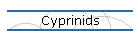Cyprinids